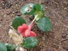 Image result for Barleria pseudosomalia