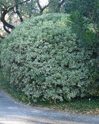 Image result for Pittosporum