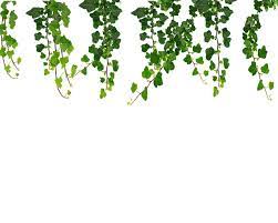 Hanging Vines Png Hanging Vines Hanging Plants Ivy Plants