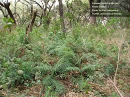 Image result for Pteris commutata