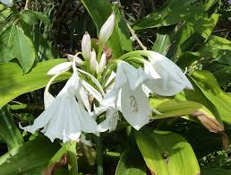 Image result for Crinum walteri