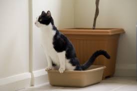 To achieve this, you can use anything your cat enjoys, whether it's a tasty treat, favorite toy, or catnip. Covered Or Uncovered Litterboxes Do Cats Have A Preference Dr Sophia Yin