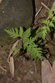 Image result for Tectaria fernandensis