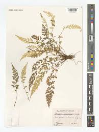 Image result for Pityrogramma argentea