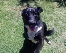 Border Collie Cross Kelpie Border Collie Collie Herding Dogs