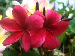 The Plumeria Kimi Beauty A Deep Dark Red With Amazing Black Veining Beginning In The Center And Expanding Onto The Petal Sea Frangipani Plumeria Flowers