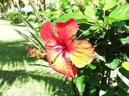 Discover Mauritius Island Mauritius Island Coastal Christmas Flowers