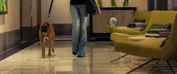 To find out what you need to have an easy, enjoyable stay with your feline friend, double check with the location you plan to make reservations at. Pet Friendly Hotels Seattle Kimpton Hotel Vintage Seattle