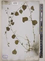 Image result for Sida veronicifolia