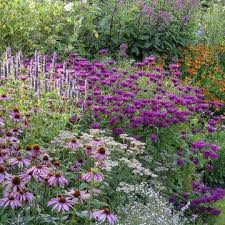 12 Robuste Stauden Fur Den Garten Garten Bepflanzen Stauden Staudengarten
