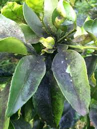 Ants like to 'farm' the scale to feed on the honeydew. Controlling Citrus Sooty Mold Learn About Sooty Mold Treatment For Citrus
