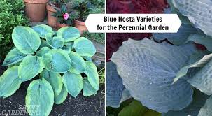 See more ideas about hostas, hosta varieties, plants. Blue Hosta Varieties To Plant In A Perennial Garden