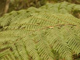 Image result for Cyathea capensis