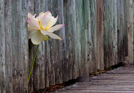 See reviews, photos, directions, phone numbers and more for hutchinson house of flowers locations in south beach, fl. Explore Vero Beach