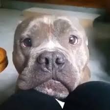 The Concealed Motive About Why Do Pitbull Attack Their Homeowners Dogs Dogsandpuppies Funnypictures Pet Pitbull Attacks Cute Cartoon Animals Funny Animals