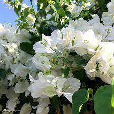 La planta conocida como santa rita o buganvilla pertenece a la familia de las rubiáceas y al género ixora, el cual cuenta con unas 500 especies de arbustos. Y De Repente El Blanco Bougainvillea Glabra Snow White Bougainvillea Tree Beautiful Flowers Bougainvillea