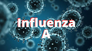 Fikirkan juga tentang cuti kerana baru sahaja masuk sekolah. Influenza A Bukan Penyakit Selesema Biasa