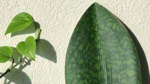 Rare sansevieria masoniana ( whale fin ) cuttings non variegated. 1 Sansevieria Whale Fin Care Hacks Plantophiles