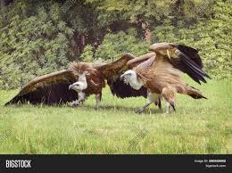 See full list on wordplays.com Griffon Vulture Gyps Image Photo Free Trial Bigstock