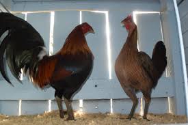 Lismore all-game poultry show draws champion hard-feather from near and far 