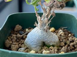 Image result for Momordica cardiospermoides