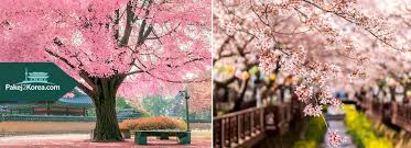 Pakej2korea 4 Musim Di Korea Selatan