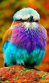 Bu Kusun Adi Deniz Alakargasi Sirin Pence Lilac Breasted Roller Cutest Paw Naturephotography Photography Cok Sirin Hayvanlar Guzel Kuslar Hayvanlar