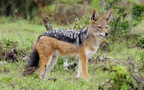 Hinduism associates the jackal with kali, the goddess of death and destruction. Black Backed Jackal Wild Kratts Wiki Fandom
