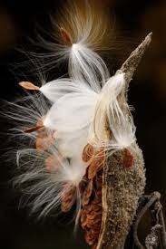 Common Milkweed Asclepias Syriaca Bursting Seed Pods Seed Pods Plant Photography Milkweed Seeds