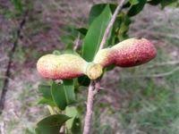Image result for Xylopia odoratissima