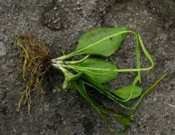 Image result for Ophioglossum costatum