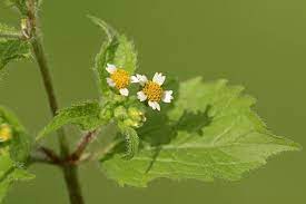 Naughty Names For 10 Very Rude Plants That Ll Make Your Summer Guests Smile Mirror Online