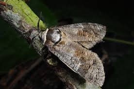 Image result for Cossus cossus