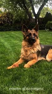 Protector Of The Backyard Video German Shepherd German Shepherd Puppies German Shepherd Photography