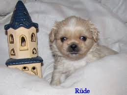 Check spelling or type a new query. Mini Shih Tzu Chihuahua Mix Ruden Welpen In Alsfeld Tiere Kleinanzeigen