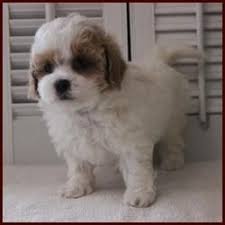 For example, the most popular teddy bear puppies for sale are called zuchon, shichon or tzu frise. Shichon Poo Aka Daisy Dog Puppies For Sale Mixed Breed For Sale Iowa Teddy Bear Puppies Daisy Dog Poochon Puppies