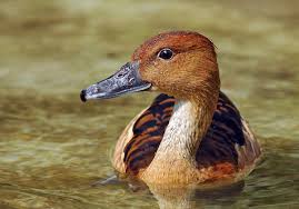 In louisiana, whistling ducks mostly populate the coastal marshes and rice fields of the southwestern and central part of the state. Fulvous Whistling Duck Wikipedia