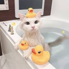 Can I Take A Shower Every Day Submit Your Cat S Photo To Our Contest Email To Be Featured Funny Animals Cute Animals Cute Animal Pictures