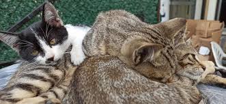 vedat aksu adli kullanicinin kedi panosundaki pin kedi yavru kediler