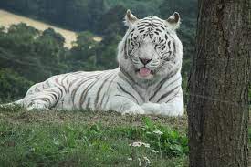 De witte tijger is een recessief mutant van de bengaalse tijger, die werd gemeld in het wild van tijd tot tijd in bengalen, bihar en assam en vooral uit de voormalige provincie rewa. Tijger Wit Witte Tijger Tijger Pikist