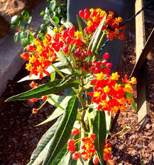 Tropical Milkweed Seeds Asclepias Curassavica Scarlet Milkweed Butterfly Garden Seeds Monarch Butterfly Host Plant Milkweed Seeds Asclepias Garden Seeds