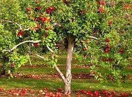 Fruits ripen during the summer months and can be eaten fresh from the tree, used in culinary and baking, juiced, dried, and also stores very well. Apple Tree Root System Studiousguy