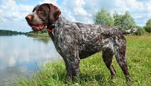 German wirehaired pointer puppies active listings. The Best Dog Breed For Each State Orvis News