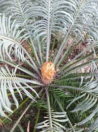 Image result for Cycas thouarsii