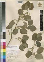 Image result for Balanites maughamii