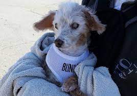 Maybe you would like to learn more about one of these? Sissy S Seniors Animal Rescue Foundation Tulsa Oklahoma