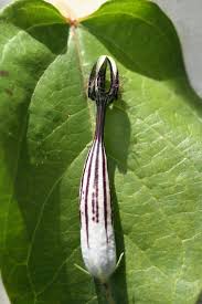 Image result for Ceropegia meyeri