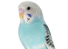 Petco's bird shop offers a wide range of live pet birds: Parakeet Petco