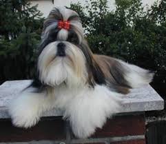 Dogs most prone to mats are poodles, bichon frises, and cocker spaniels. Shihpoo Designer Dogs Online