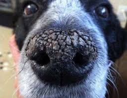It's usually nothing serious, but have your veterinarian catchannel.com: Crusty Dog Nose Dry Dog Nose Dog Nose Dry Nose